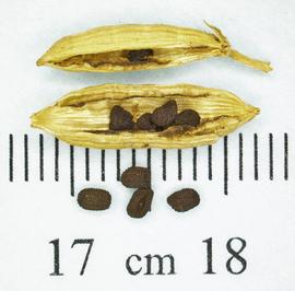   Fruits,nbsp;seeds:   Catharanthus roseus , open fruit and loose seeds; Photo by N. Diaz, USDA APHIS PPQ, imageID.idtools.org
